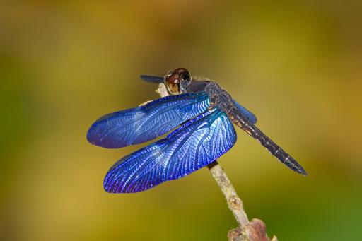 An Amazon Saphirewing (Zenithoptera fasciata) perched on a twig.