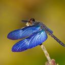 An Amazon Saphirewing (Zenithoptera fasciata) perched on a twig.