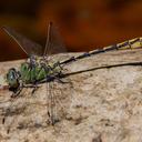 An Arizona Snaketail perched on a rock (Ophiogomphus arizonicus)