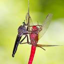 Image of Odonata imported from iNaturalist.