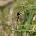 Image of Odonata imported from iNaturalist.