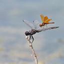 Image of Odonata imported from iNaturalist.