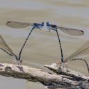 Image of Odonata imported from iNaturalist.