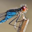 Image of Odonata imported from iNaturalist.