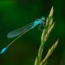 Image of Zygoptera imported from iNaturalist.