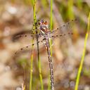 Image of Austropetaliidae imported from iNaturalist.