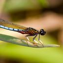 Image of Chlorocyphidae imported from iNaturalist.