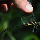 Image of Chlorogomphidae imported from iNaturalist.