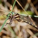 Image of Cordulegastridae imported from iNaturalist.