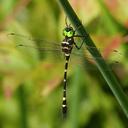 Image of Macromiidae imported from iNaturalist.