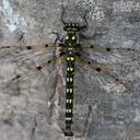 Image of Neopetaliidae imported from iNaturalist.