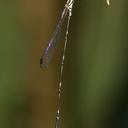 Image of Perilestidae imported from iNaturalist.