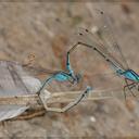 Image of Acanthagrion imported from iNaturalist.