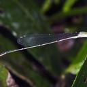 Image of Aciagrion imported from iNaturalist.