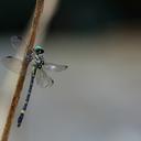 Image of Acrogomphus imported from iNaturalist.