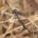 Image of Agriogomphus imported from iNaturalist.