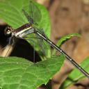 Image of Allopodagrion imported from iNaturalist.