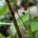 Image of Amanipodagrion imported from iNaturalist.