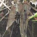 Image of Amphiaeschna