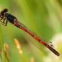 Image of Amphiagrion imported from iNaturalist.