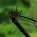 Image of Amphigomphus imported from iNaturalist.