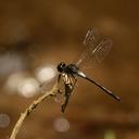 Image of Amphithemis imported from iNaturalist.