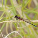 Image of Andinagrion imported from iNaturalist.