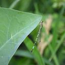 Image of Angelagrion imported from iNaturalist.