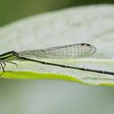 Image of Anisagrion imported from iNaturalist.