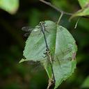 Image of Anisogomphus imported from iNaturalist.