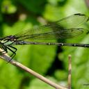 Image of Anisopleura imported from iNaturalist.