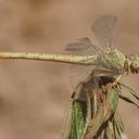 Image of Anormogomphus imported from iNaturalist.