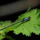 Image of Antiagrion imported from iNaturalist.