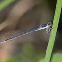 Image of Apanisagrion imported from iNaturalist.