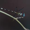 Image of Archaeogomphus imported from iNaturalist.