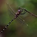 Image of Archaeosynthemis imported from iNaturalist.