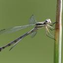 Image of Archilestes imported from iNaturalist.