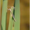 Image of Argentagrion imported from iNaturalist.