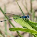 Image of Argia imported from iNaturalist.