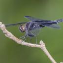 Image of Atratothemis imported from iNaturalist.