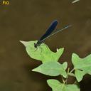 Image of Atrocalopteryx imported from iNaturalist.