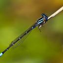 Image of Austroagrion imported from iNaturalist.