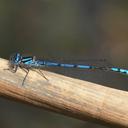 Image of Austrocoenagrion imported from iNaturalist.