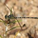 Image of Austrogomphus imported from iNaturalist.