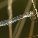 Image of Austrolestes imported from iNaturalist.