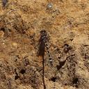 Image of Austrosynthemis imported from iNaturalist.