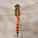 Image of Austrothemis imported from iNaturalist.