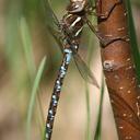 Image of Basiaeschna imported from iNaturalist.