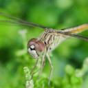 Image of Brachythemis imported from iNaturalist.