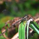 Image of Caledargiolestes imported from iNaturalist.